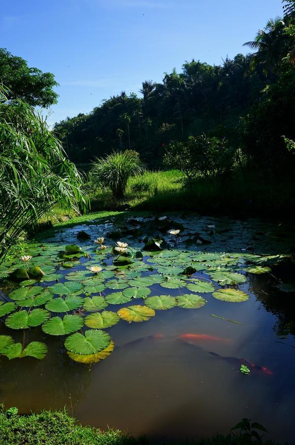 Rinjani Mountain Garden Ξενοδοχείο Bayan Εξωτερικό φωτογραφία